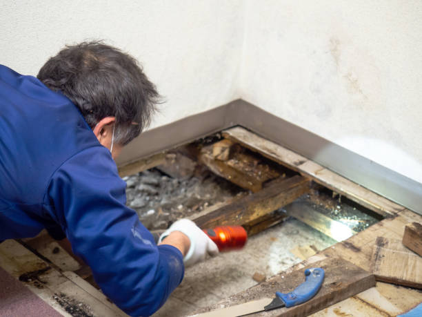 Best Commercial Mold Removal  in Orcutt, CA