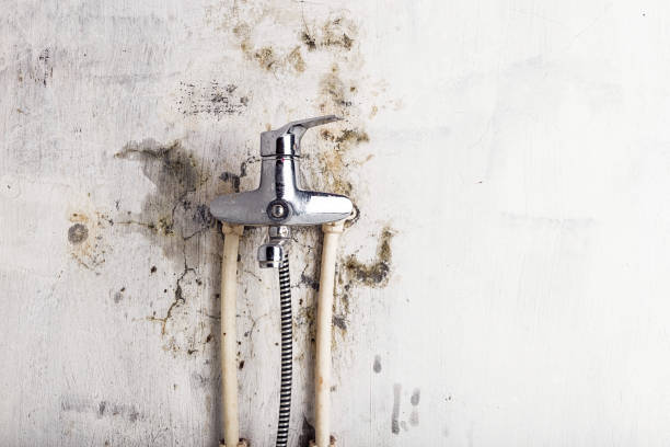 Best Mold Damage Repair  in Orcutt, CA