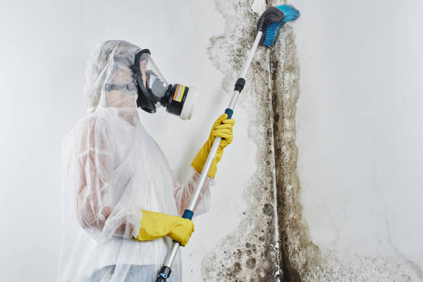 Best Mold Damage Repair  in Orcutt, CA