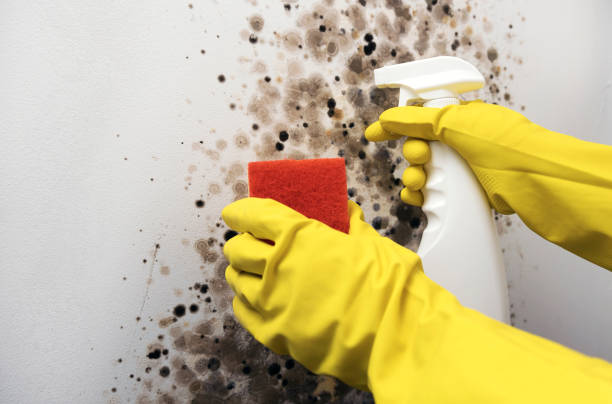 Reliable Orcutt, CA Mold Removal Solutions