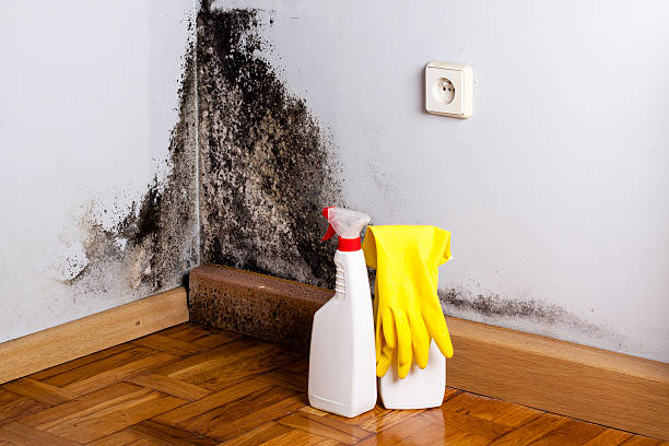 Best Mold Remediation  in Orcutt, CA