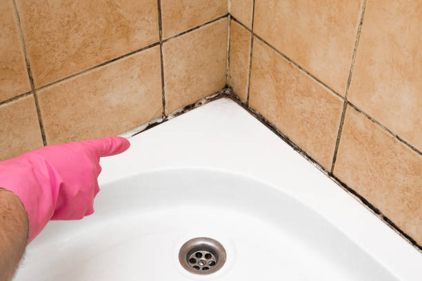 Best Crawl Space Mold Removal  in Orcutt, CA